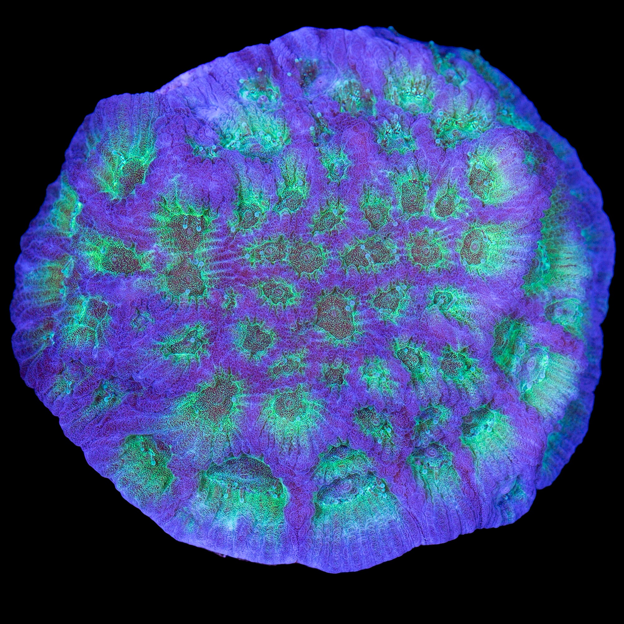 JF Dayglow Favia Coral
