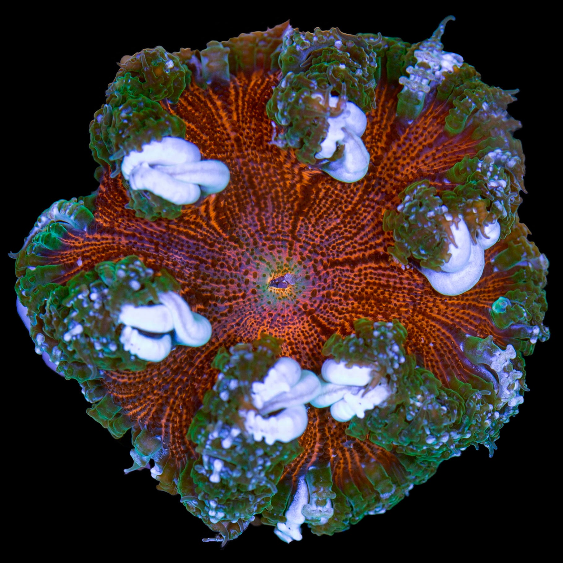 Rock Flower Anemone