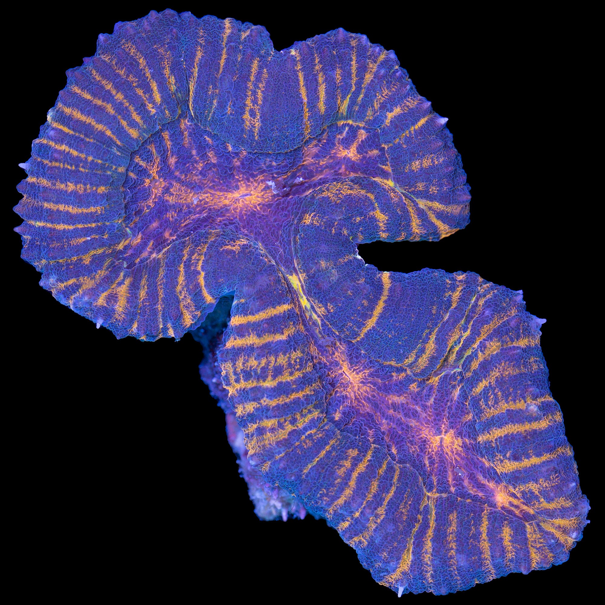 Orange Streak Lobophyllia Coral