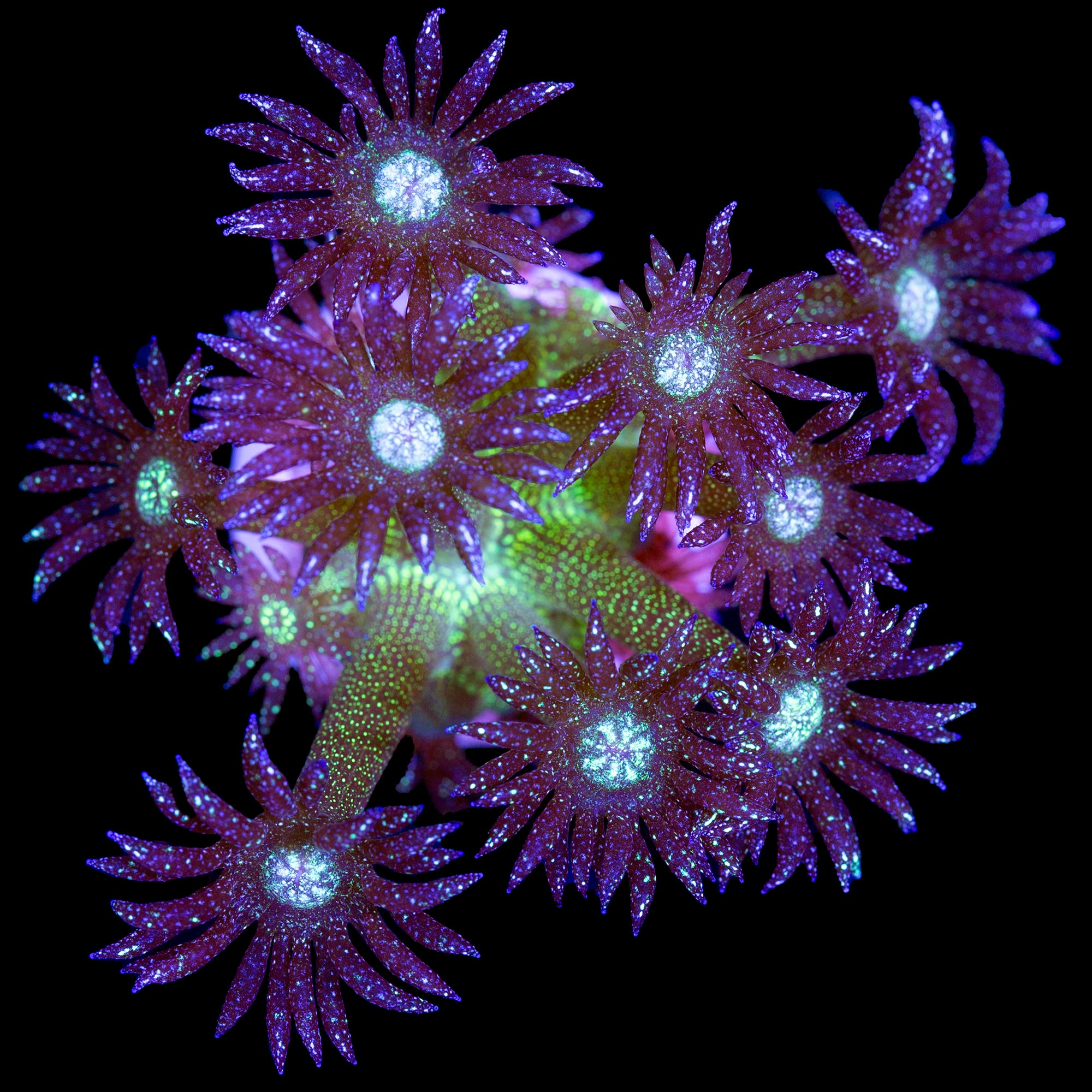 Glitter Bomb Goniopora Coral