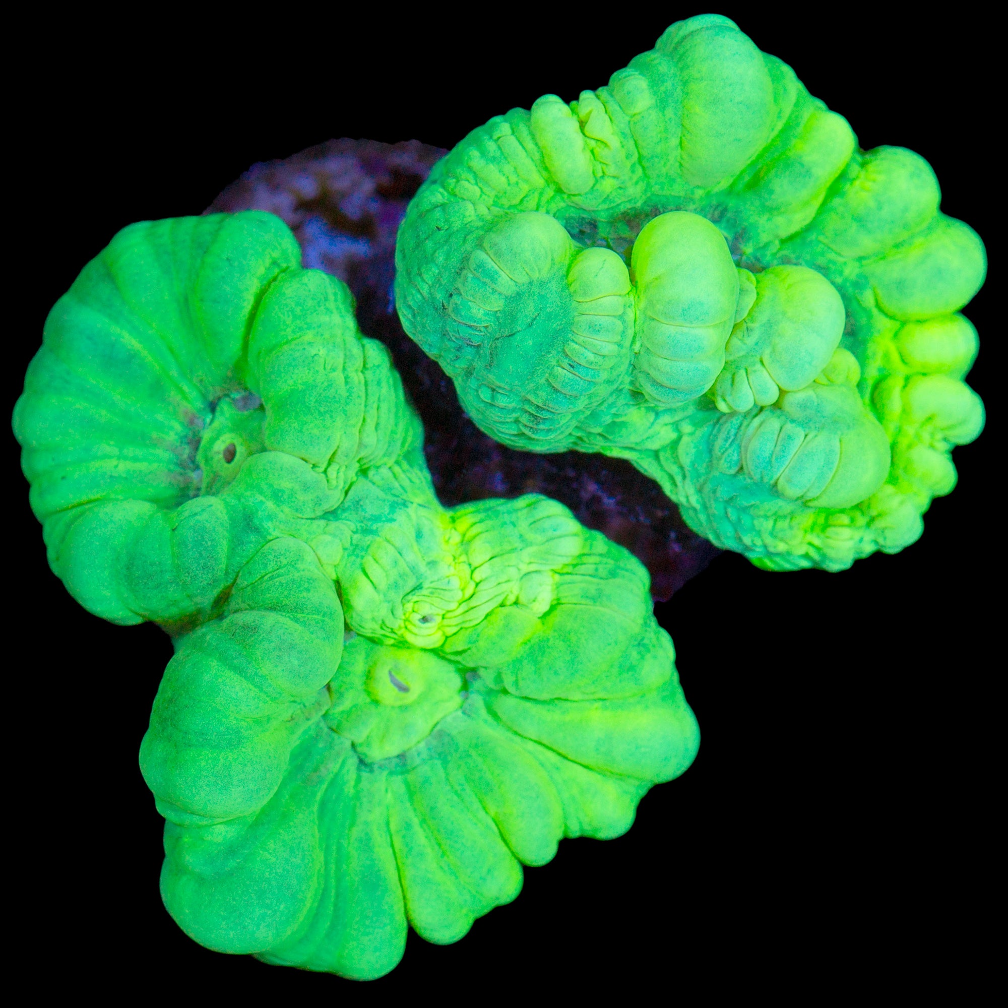 Kryptonite Candy Cane Coral