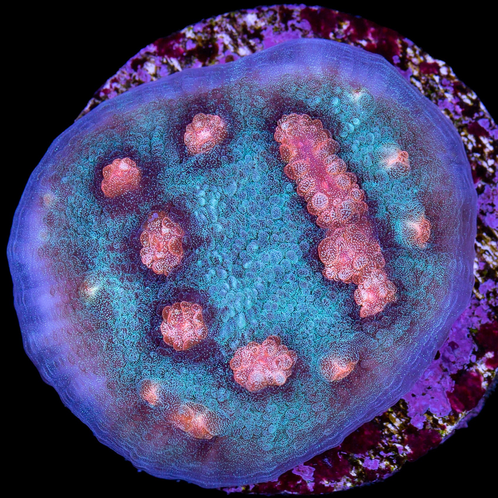 Mango Mycedium Coral