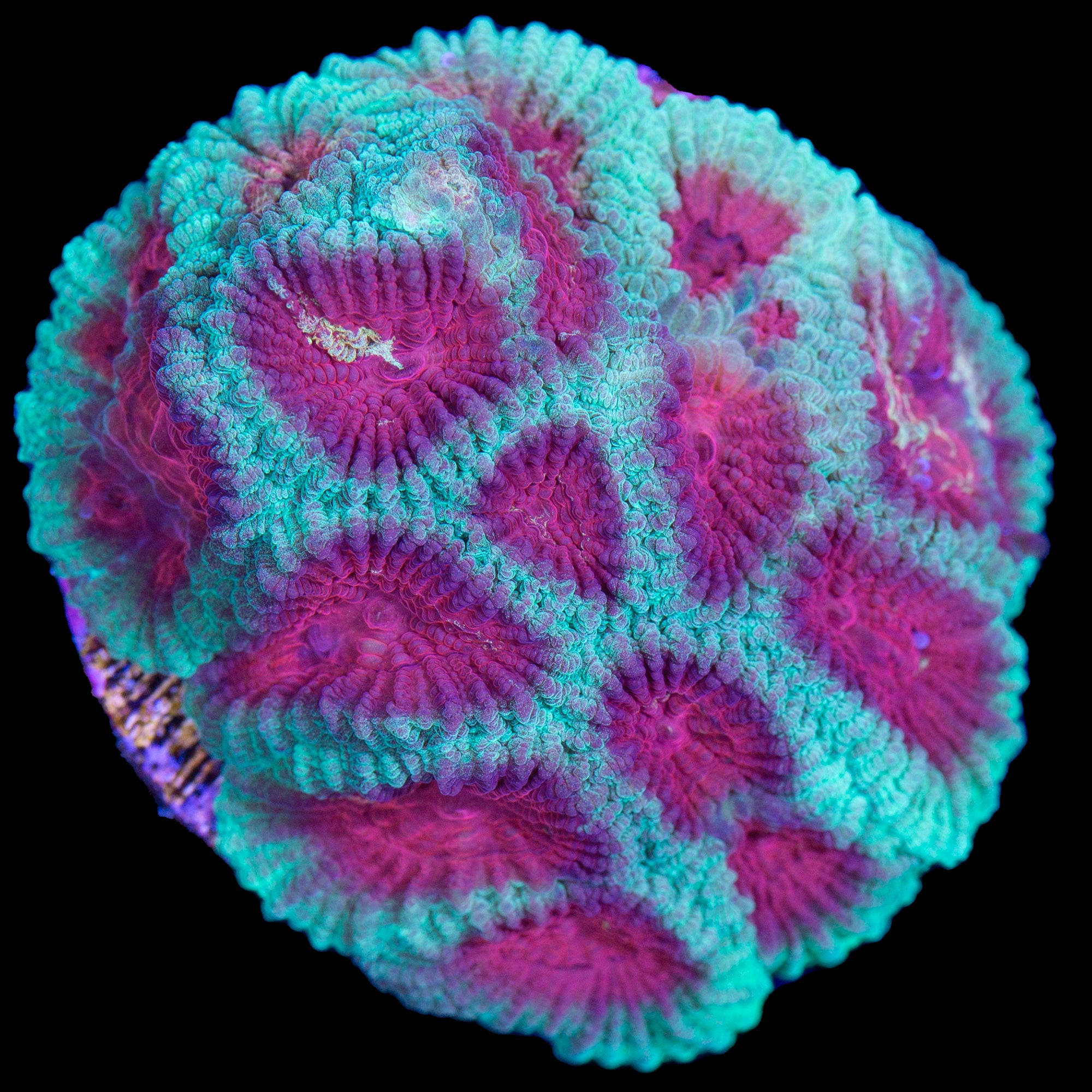 Red Green Favia Coral