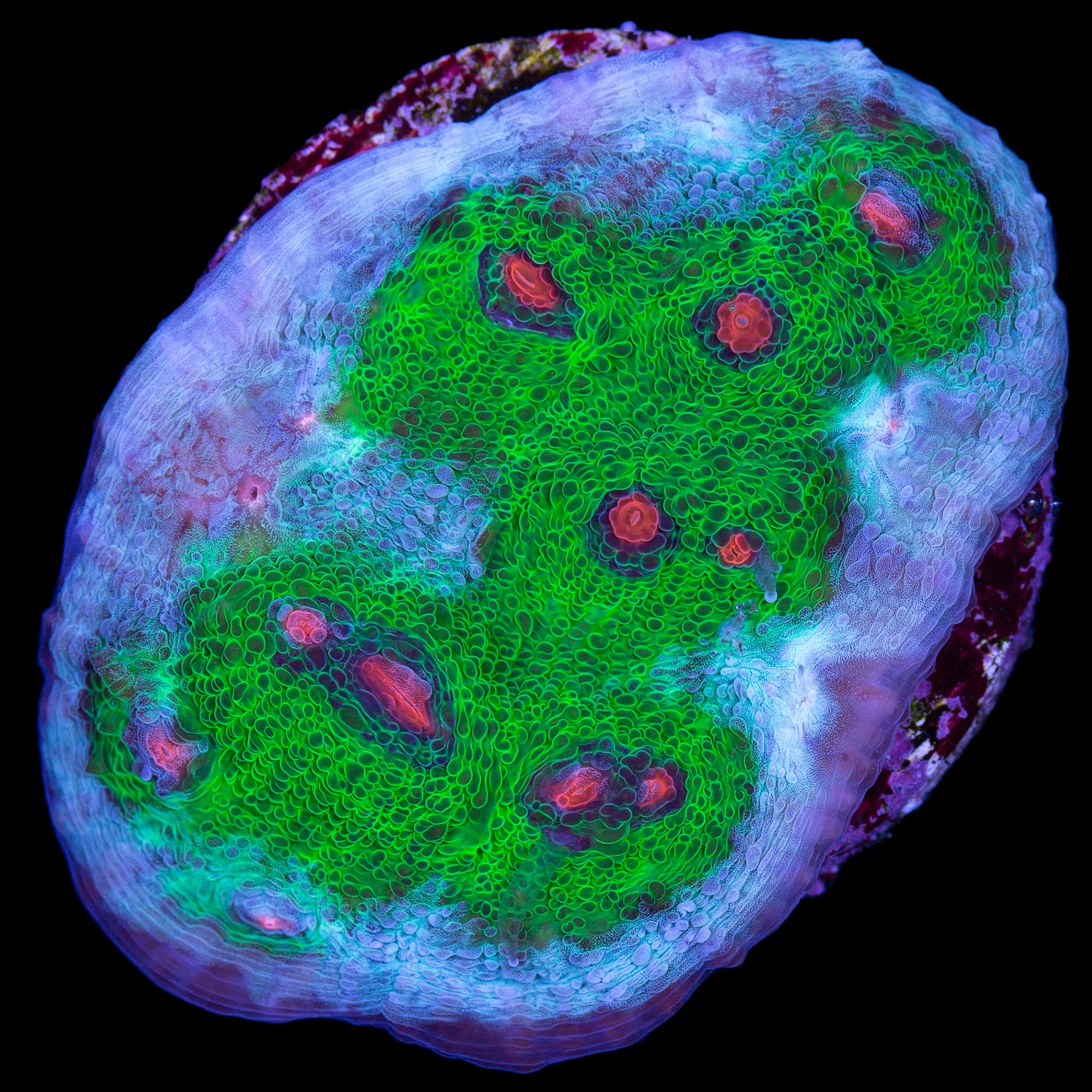 Walking Dead Mycedium Coral