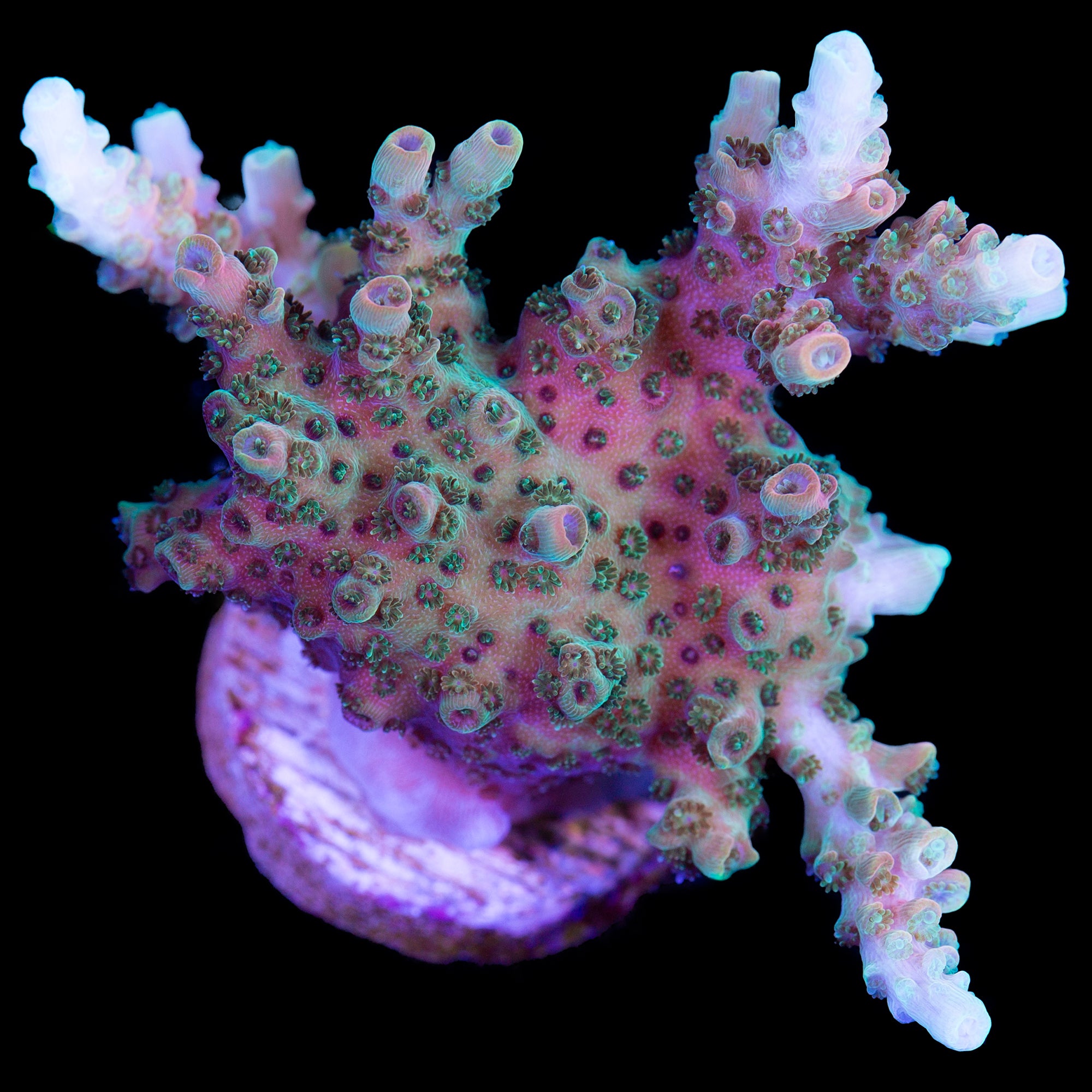Bill Murray Acropora Coral