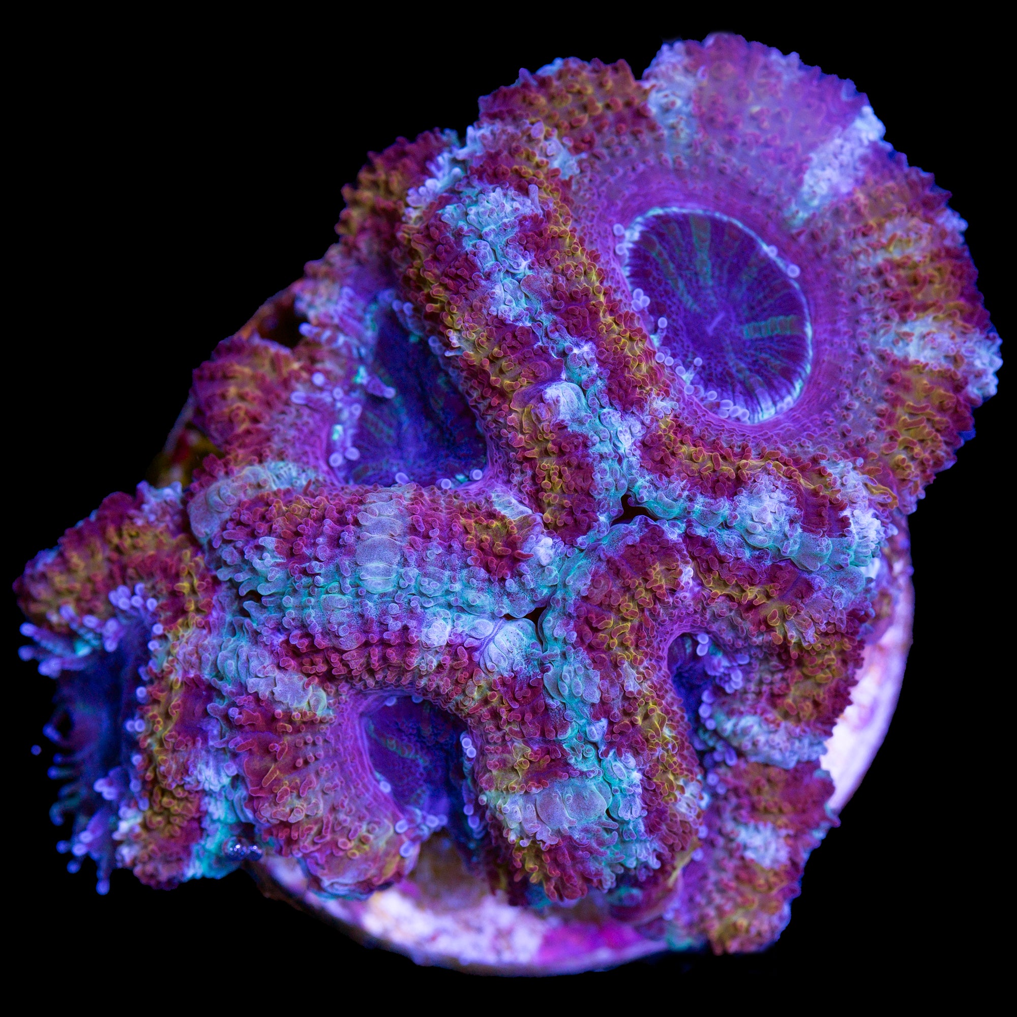 Midnight Rainbow Acan Coral