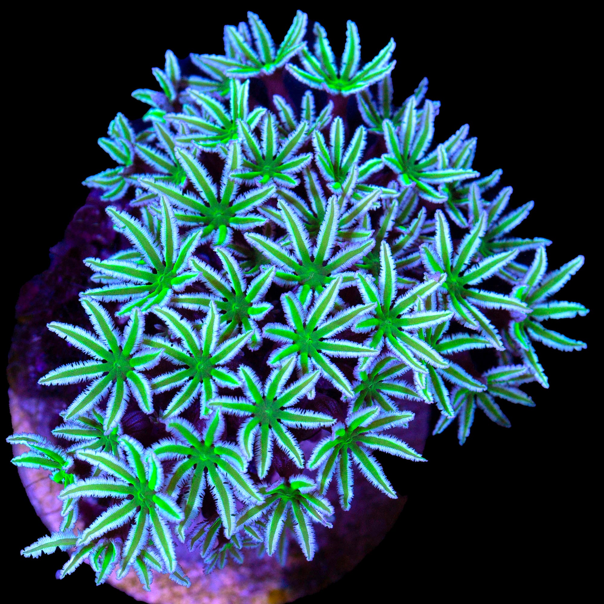Green & White Pipe Organ Coral