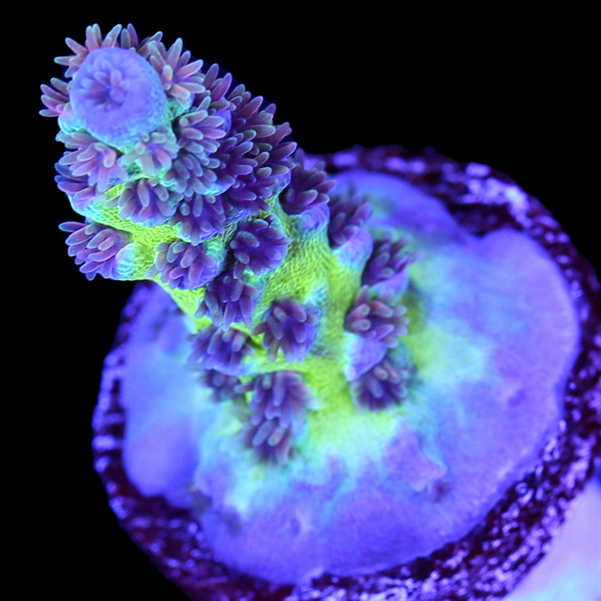 JF Jolt Acropora Coral