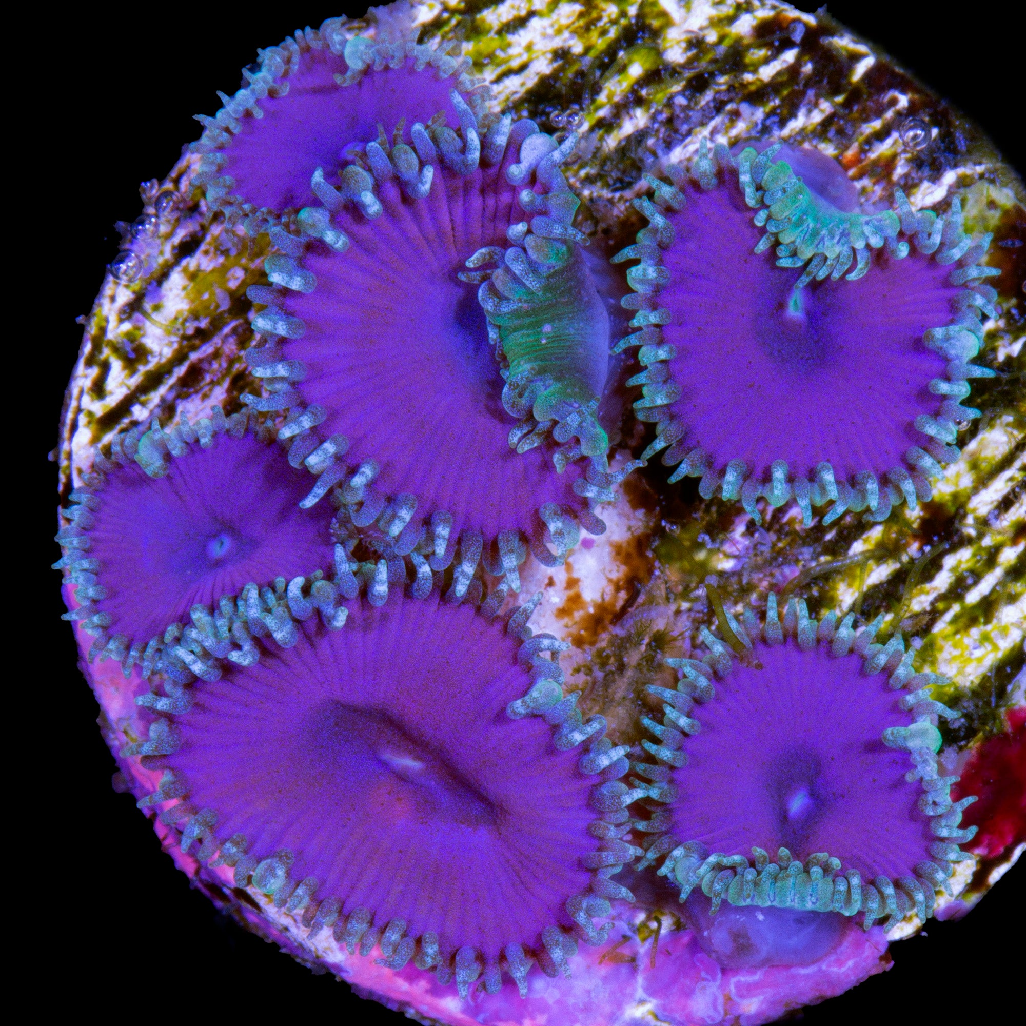 Purple Death Palythoa