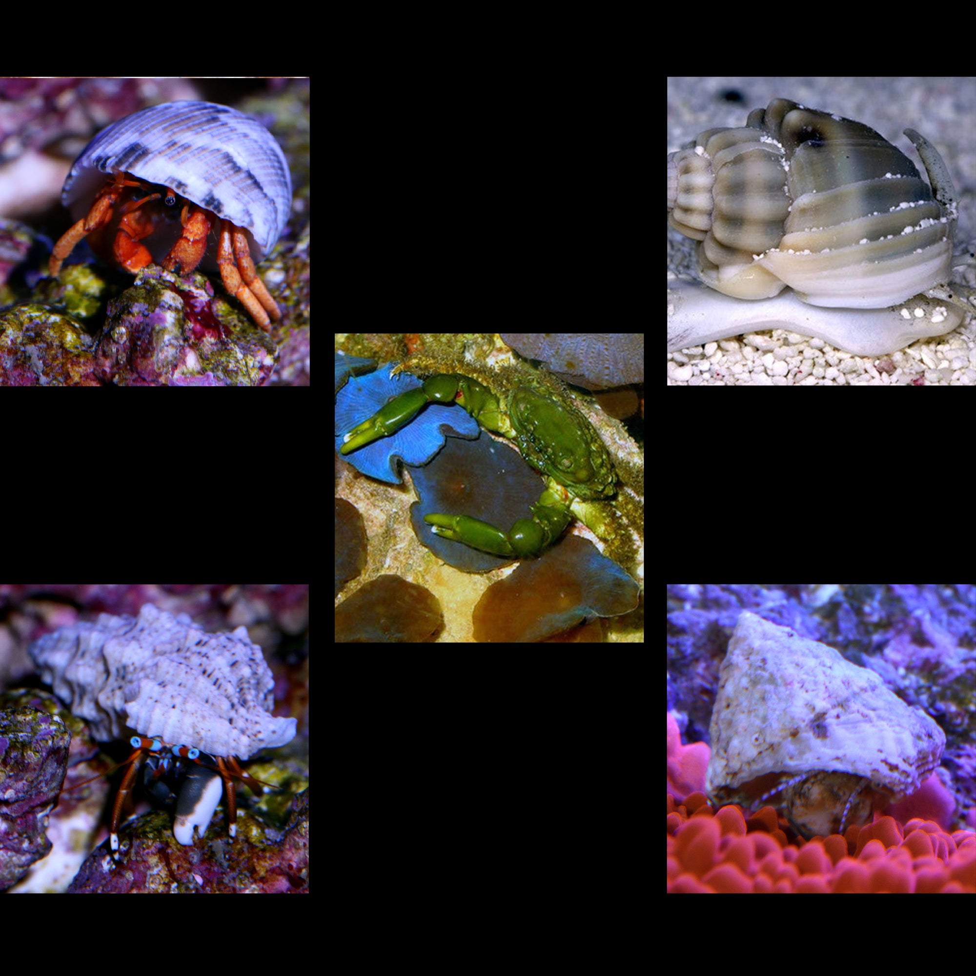 Algae Clean Up Crew C: 120-180 gallon aquarium