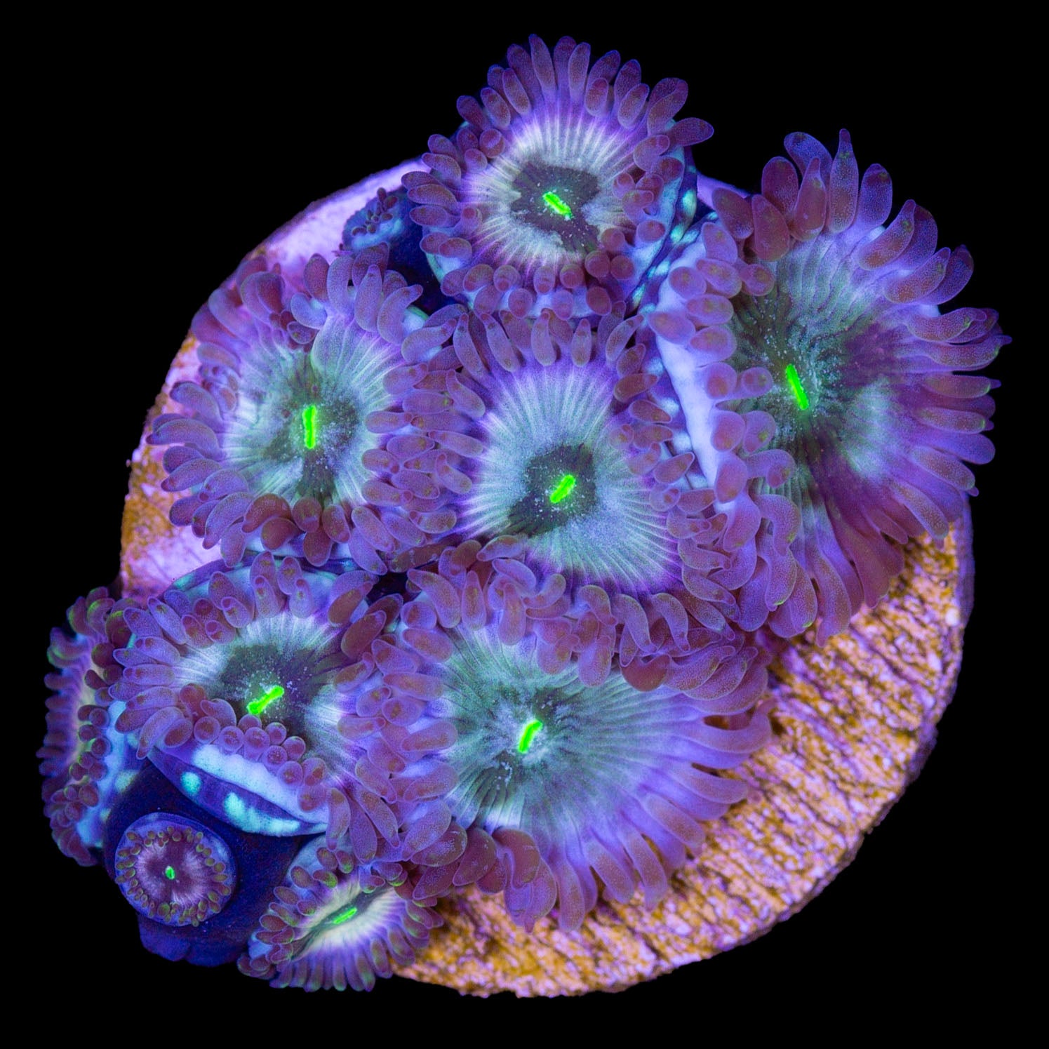 Hawaiian Zoanthids