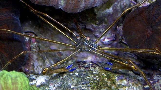 Buy Arrow Crab Online | Saltwater Aquarium Fish and Coral | Vivid Aquariums