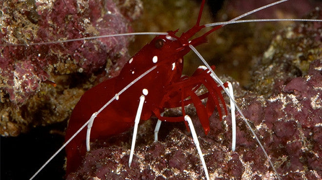 Buy Fire Shrimp Online | Saltwater Aquarium Fish and Coral | Vivid Aquariums