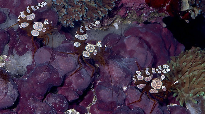 Buy Sexy Shrimp Online | Saltwater Aquarium Fish and Coral | Vivid Aquariums