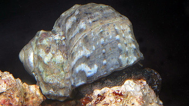 Buy Turbo Grazer Snail Online | Saltwater Aquarium Fish and Coral | Vivid Aquariums