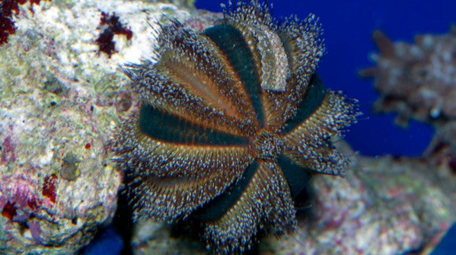 Buy Blue Tuxedo Urchin Online | Saltwater Aquarium Fish and Coral | Vivid Aquariums