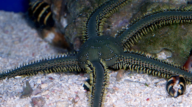 Buy Green Brittle Starfish Online | Saltwater Aquarium Fish and Coral | Vivid Aquariums