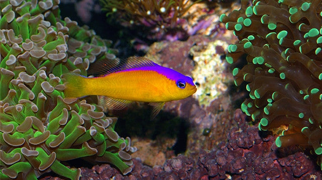 Buy Diadem Pseudochromis Online | Saltwater Aquarium Fish and Coral | Vivid Aquariums