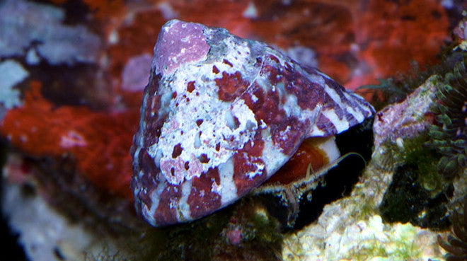 Buy Trochus Snail Online | Saltwater Aquarium Fish and Coral | Vivid Aquariums