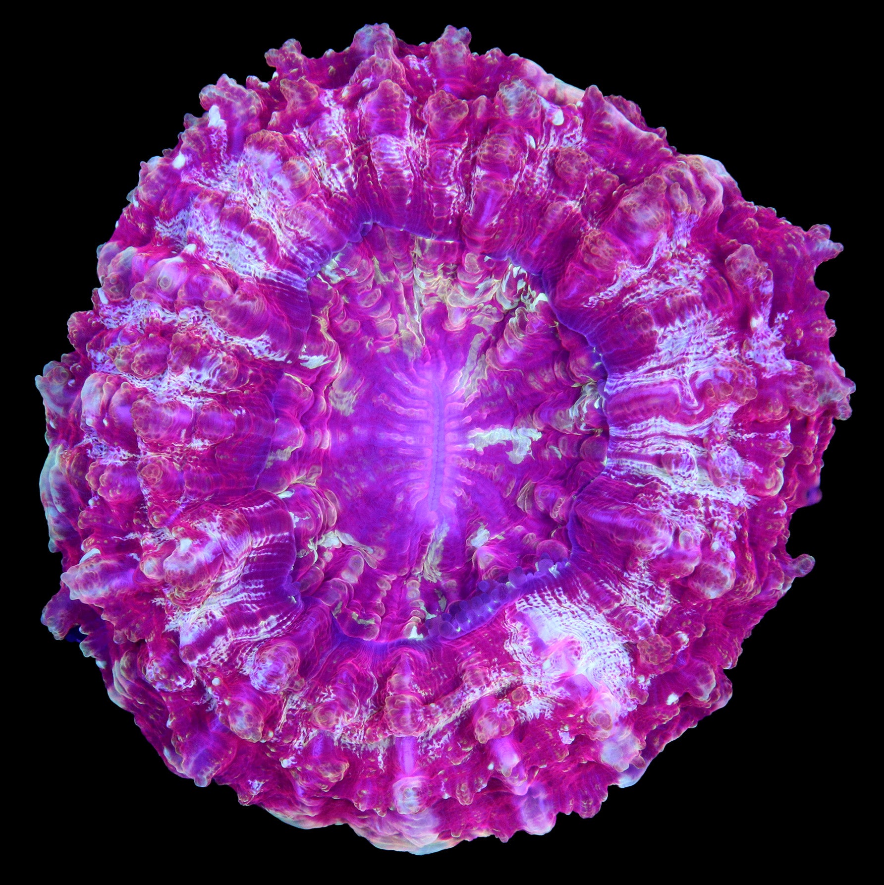 Ultra Acanthophyllia Coral