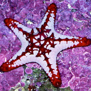Buy Aquarium Starfish Online  Live Starfish for Sale - Vivid