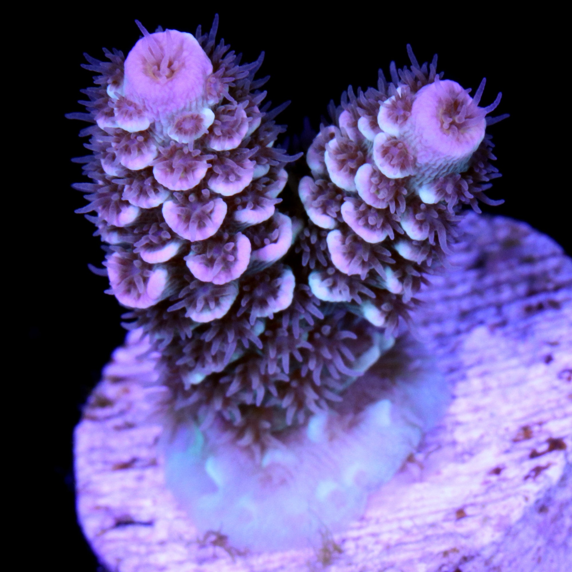 Apollo Tenuis Acropora Coral