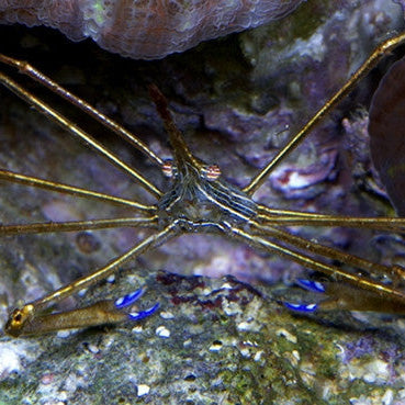 Arrow Crab