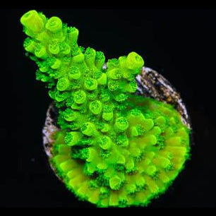 Bali Green Slimer Acropora Coral