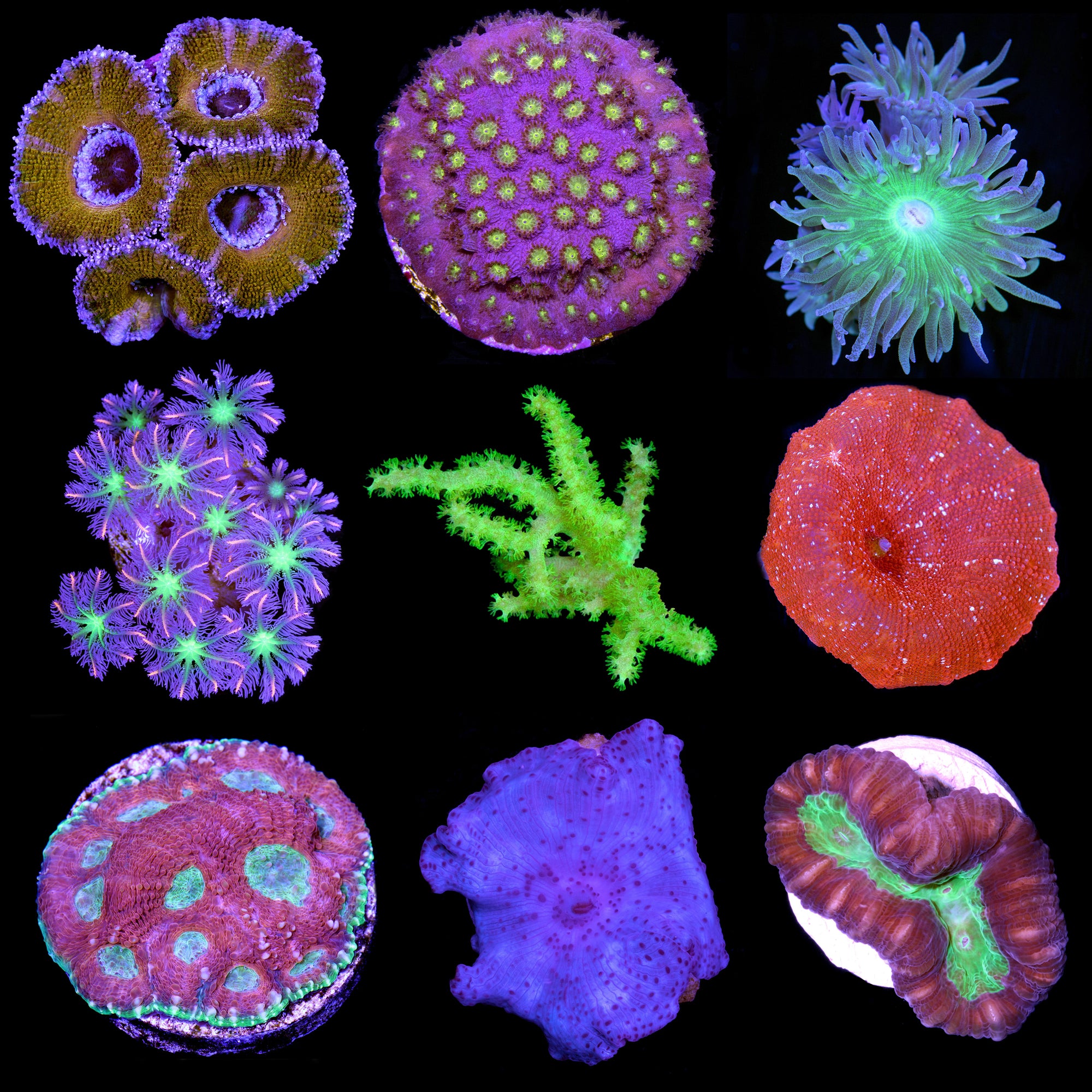 Assorted Beginner Coral Frag Pack