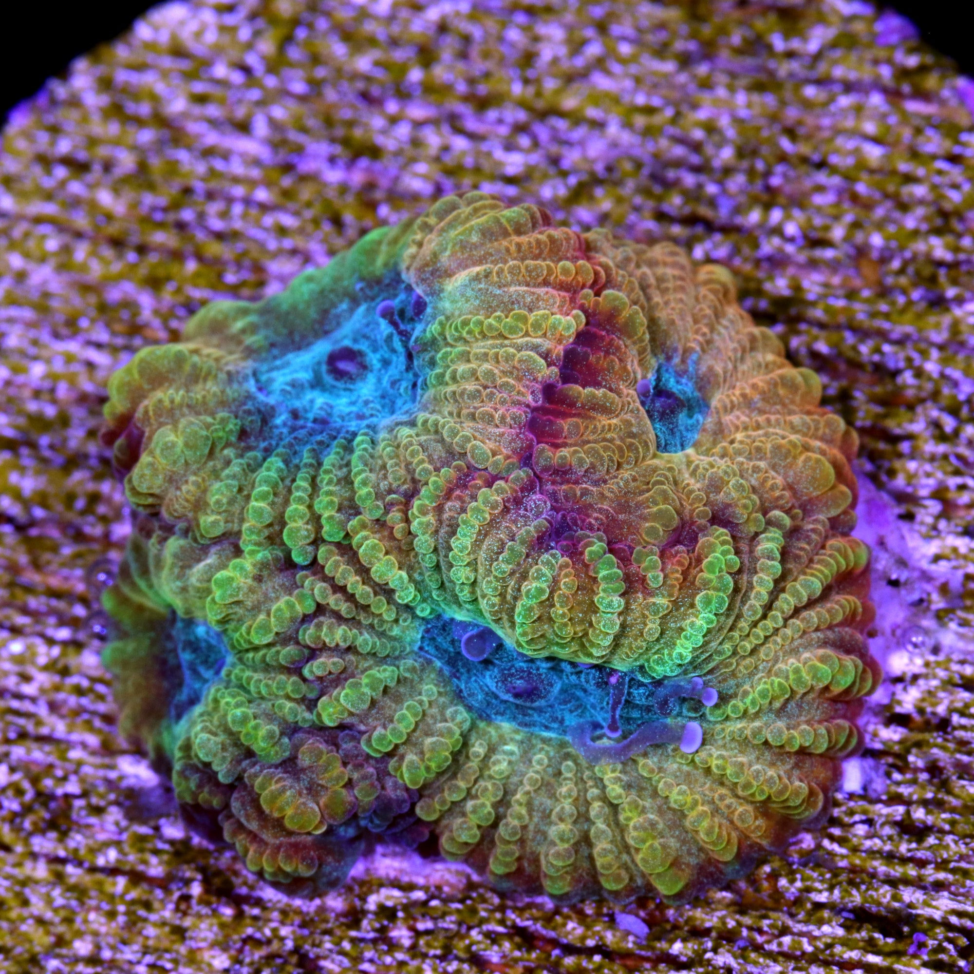 Vivid's Blue Flame Favia