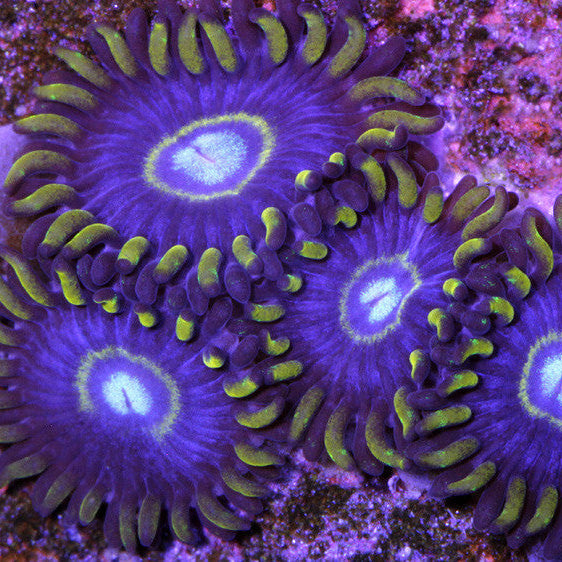 Blue Hornet Zoanthids