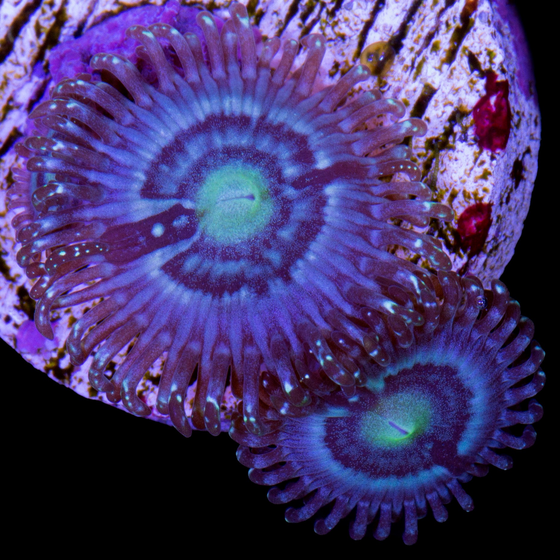 Vivid's Blue Bells Zoanthid Coral