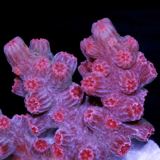Vivid's Branching Cyphastrea Decadia Coral