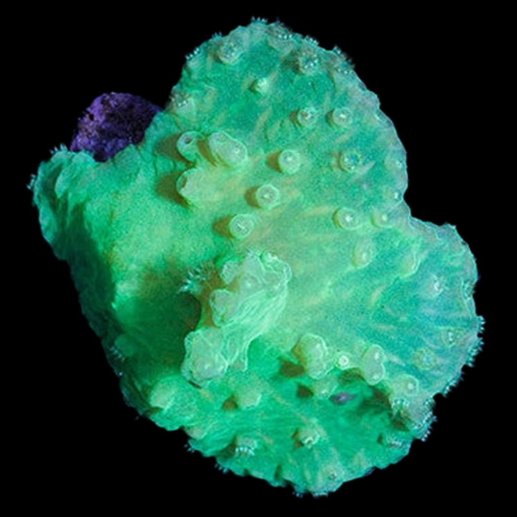 Neon Green Cabbage Leather Coral