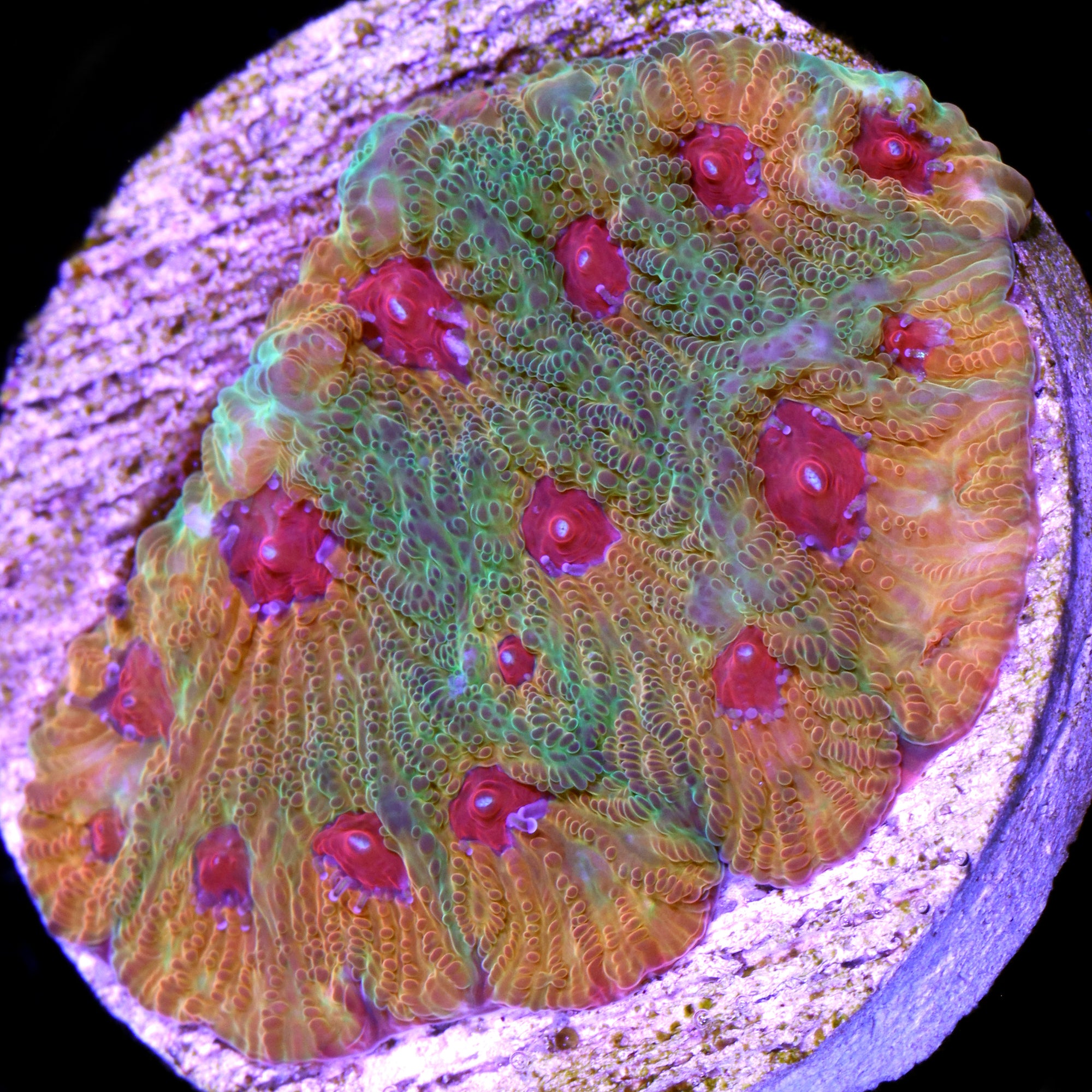 Candy Corn Favia Coral