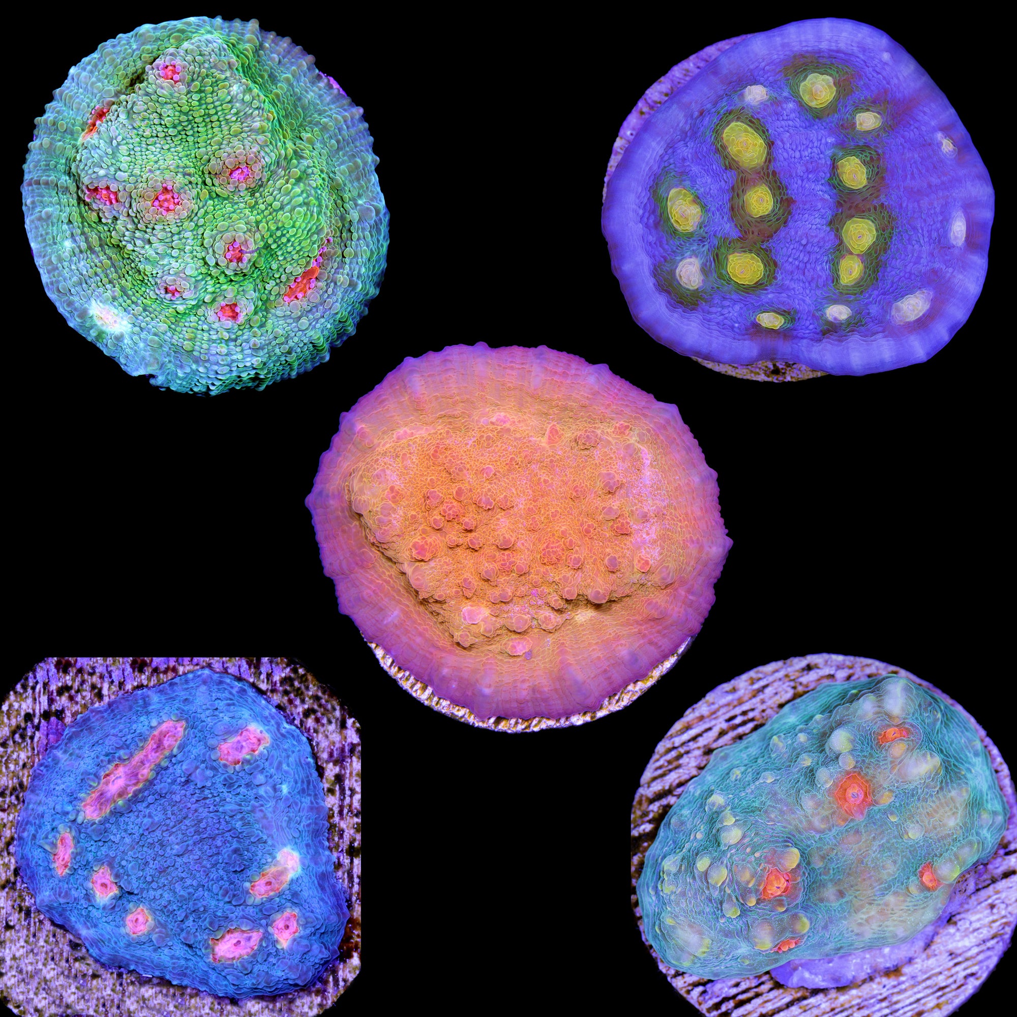 Assorted Frag Pack - Chalice Corals