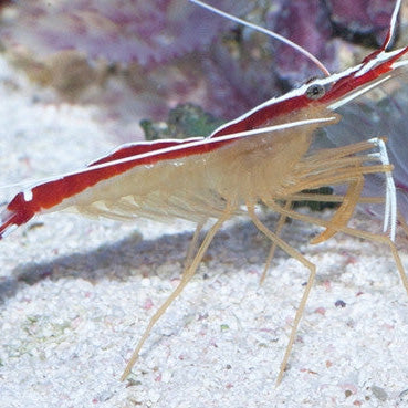 Cleaner Shrimp