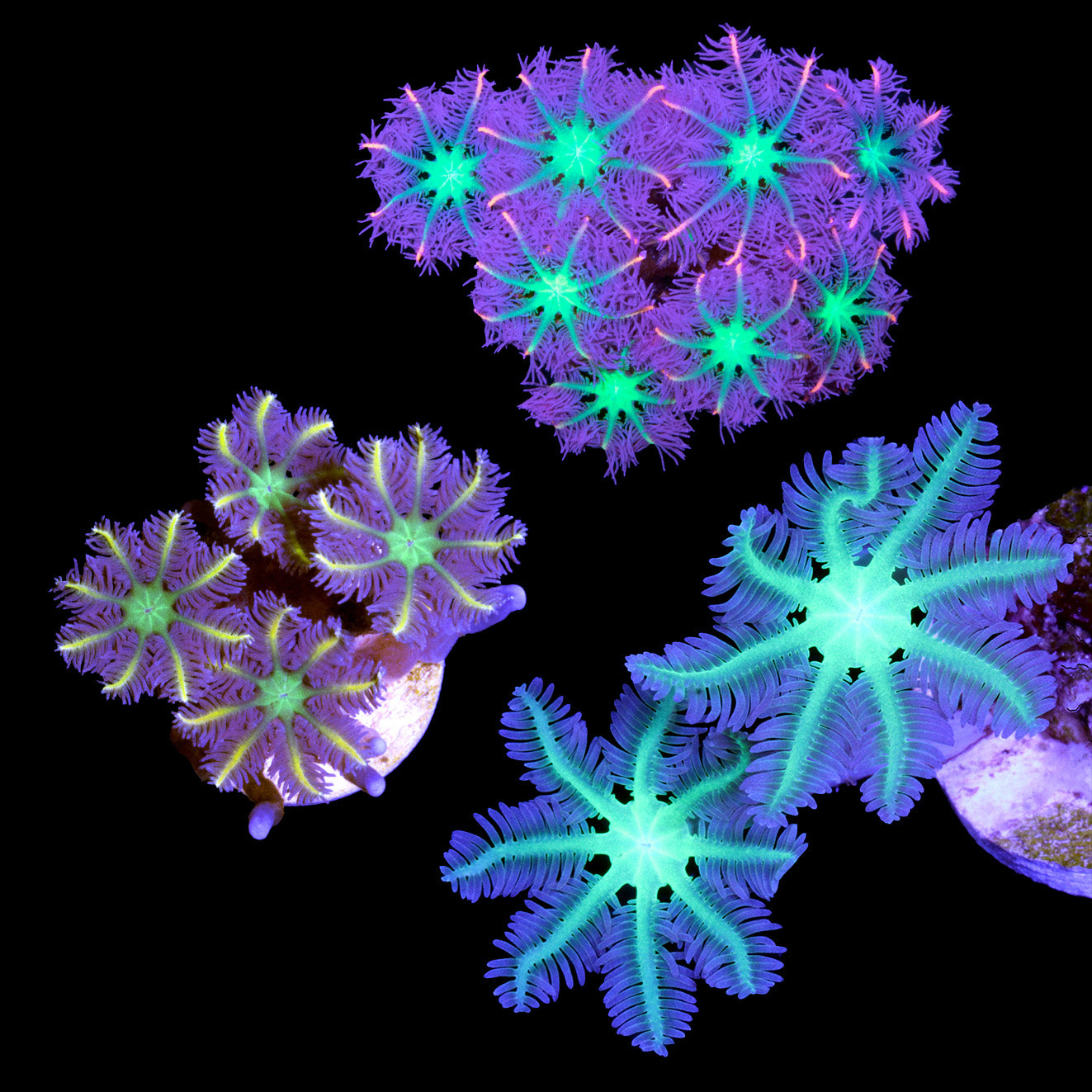 Assorted Clove Polyp Coral Frag Pack