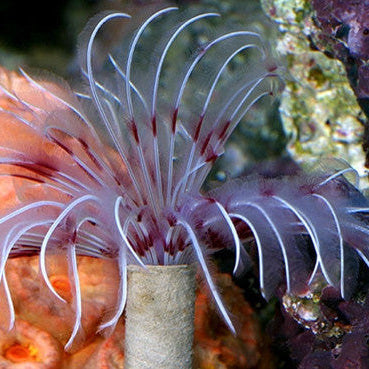 Colored Dwarf Feather Duster