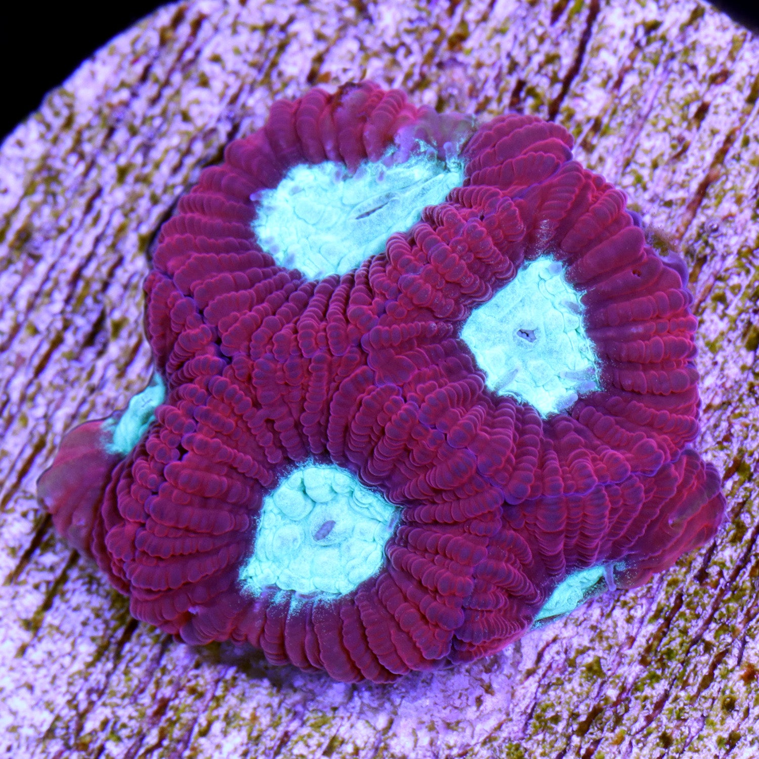 Vivid's Crimson Favia Coral