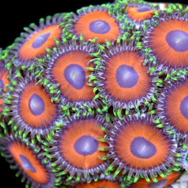 Eagle Eye Zoanthids