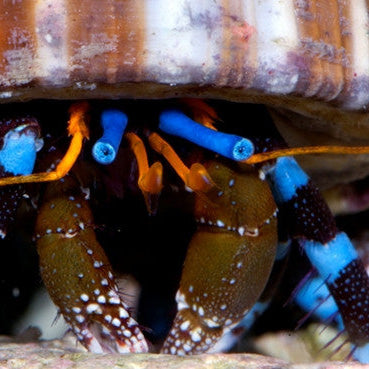 Electric Blue Hermit Crab