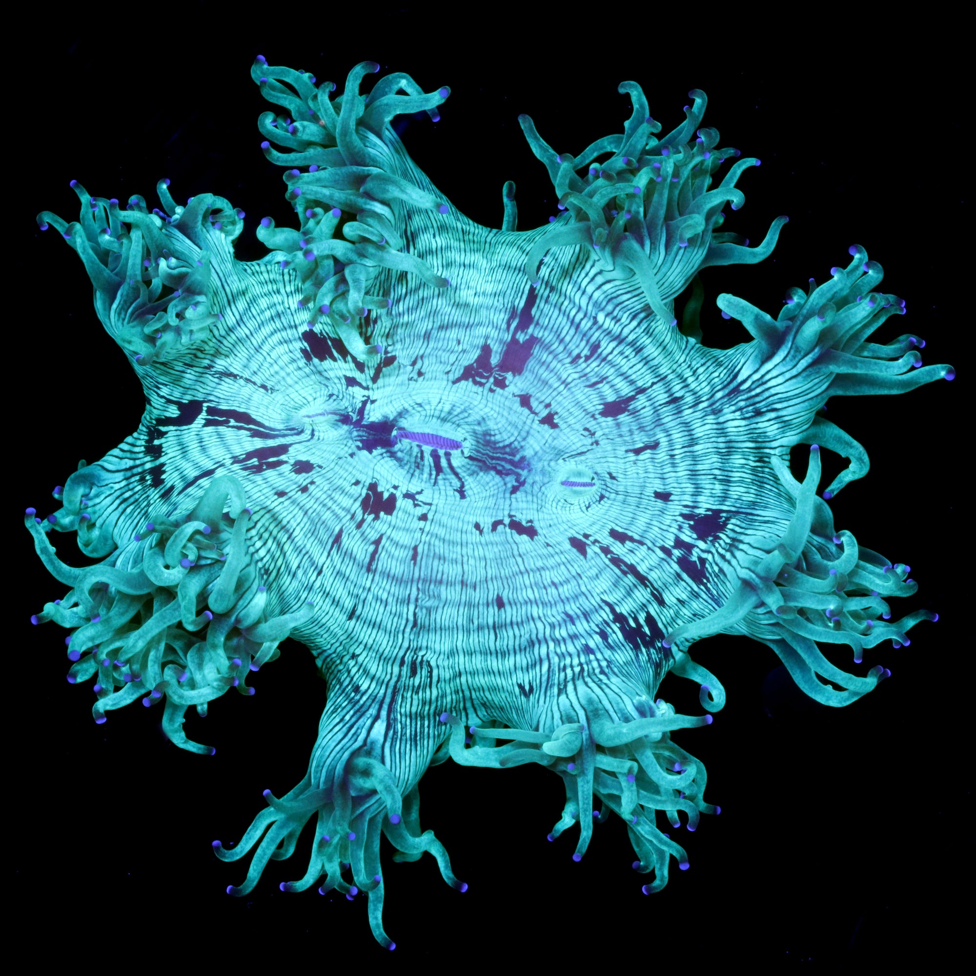 Australian Elegance Coral