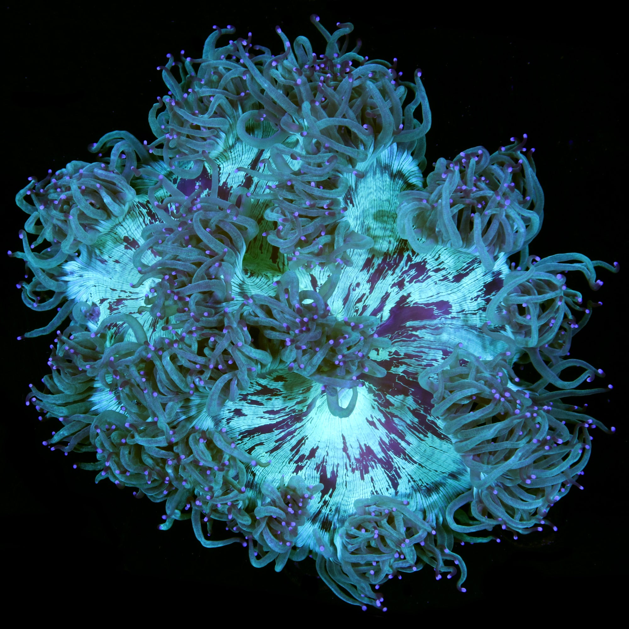 Australian Elegance Coral