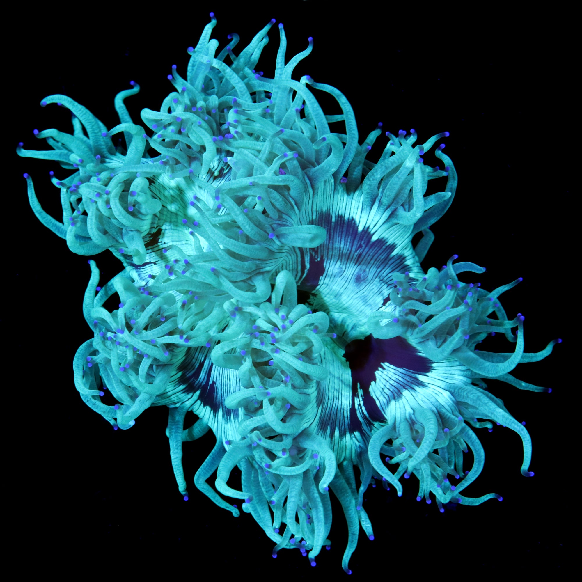 Australian Elegance Coral