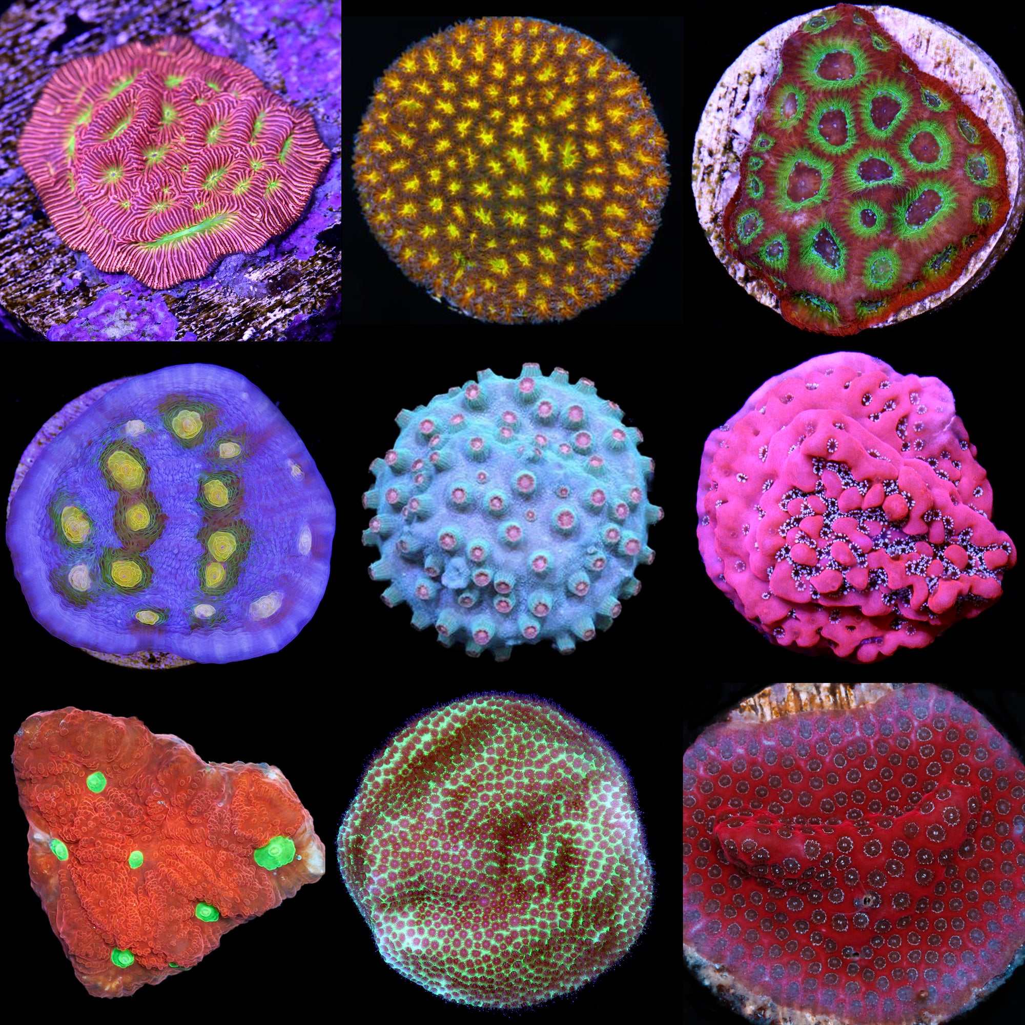 Assorted Encrusting Coral Frag Pack