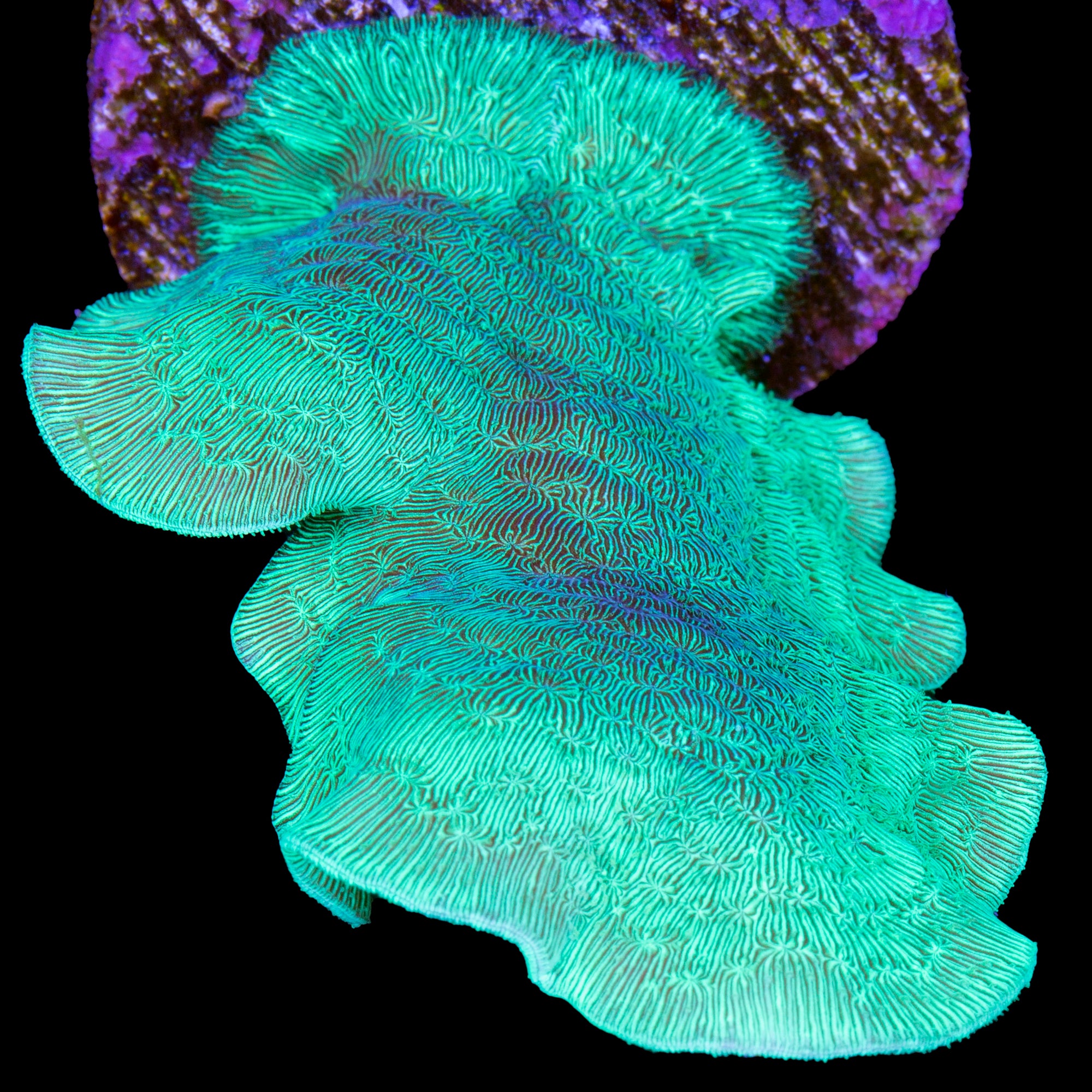 Vivid's Green Branching Pavona Coral