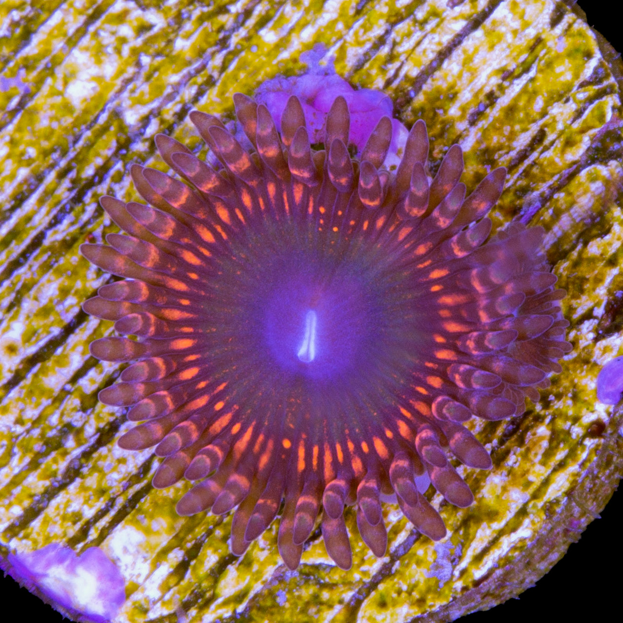 Vivid's Elden Ring Zoanthid Coral