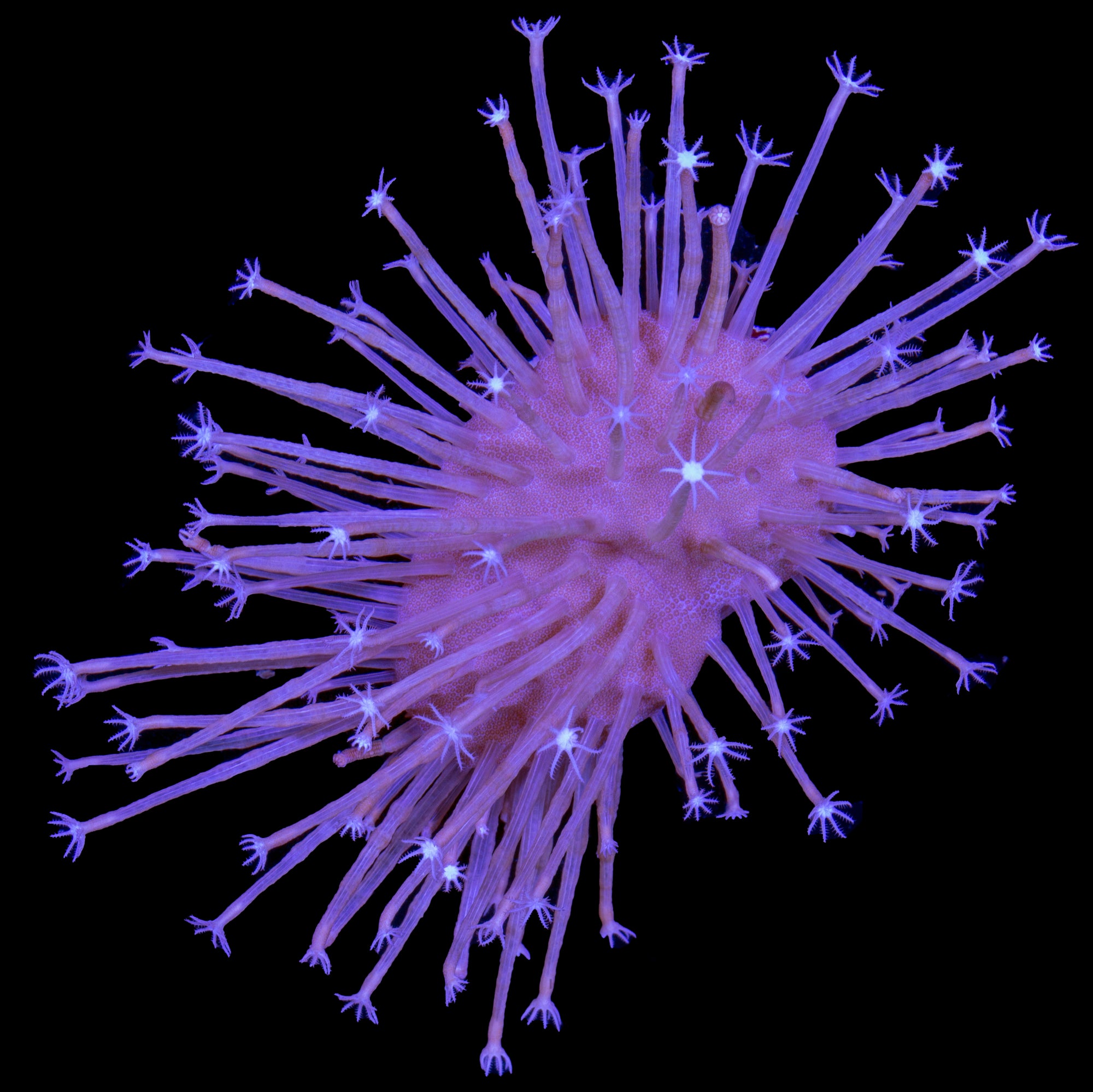 ORA Long Polyp Toadstool Leather Coral