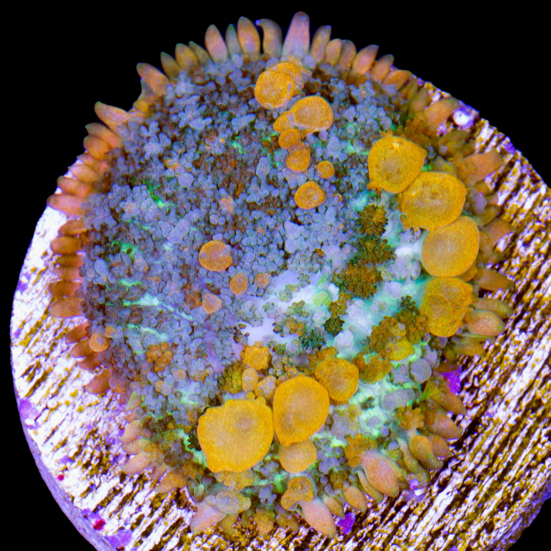 WWC Sunkist Bounce Mushroom Coral